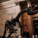 American Museum of Natural History