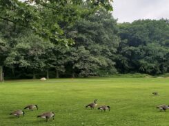 The Van Cortlandt Park