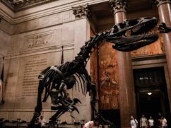 American Museum of Natural History