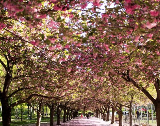 Brooklyn Botanical Garden